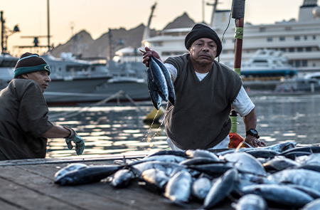 انخفاض إنتاج الأسماك في سلطنة عُمان بنسبة 22,6 بالمائة حتى نهاية شهر مايو 2022م