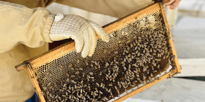 Oman's Honey Production Reaches 934 thousand kg as Imports Exceed 2.1 Million OMR in 2025